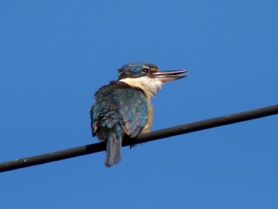 Kingfisher 2.jpg