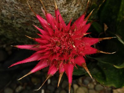 Bromeliad 570-2.jpg