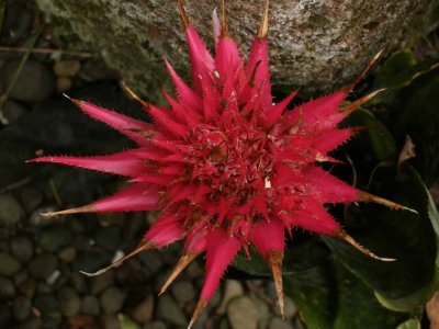 Bromeliad mju-2.jpg