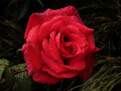 Rose mju-4.jpg