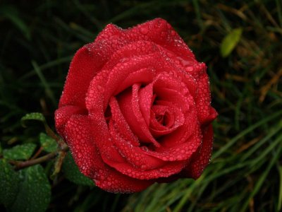 Rose 570-3.jpg