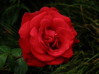 Rose 570-5.jpg