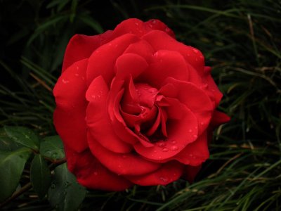 Rose mju-5.jpg