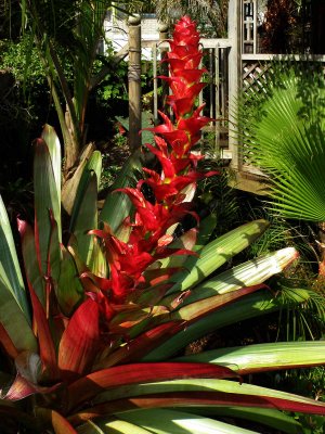 Imperial Bromeliad
