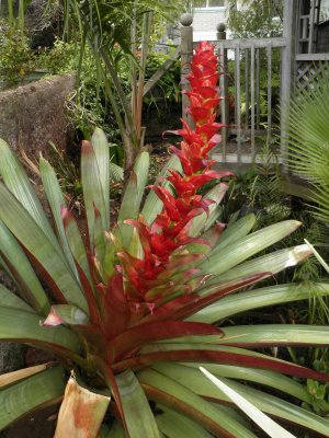 Imperial Bromeliad