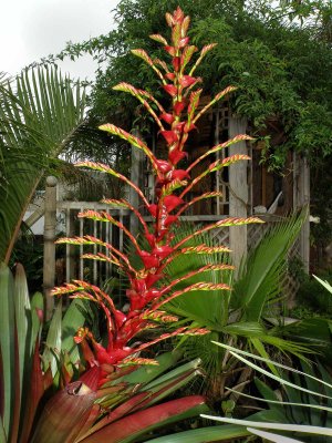 Imperial Bromeliad