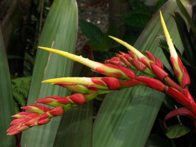 Imperial Bromeliad