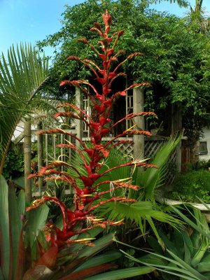 Imperial Bromeliad