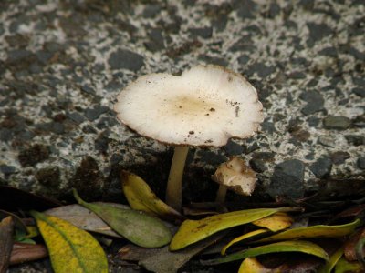 Mushroom