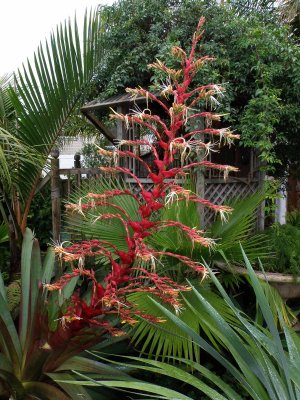 Imperial Bromeliad