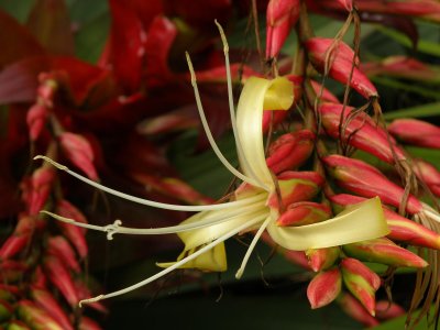 Imperial Bromeliad