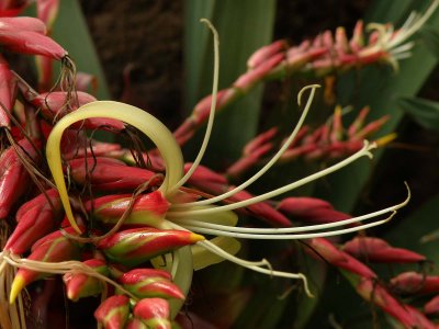 Imperial Bromeliad