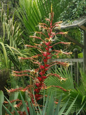 Imperial Bromeliad