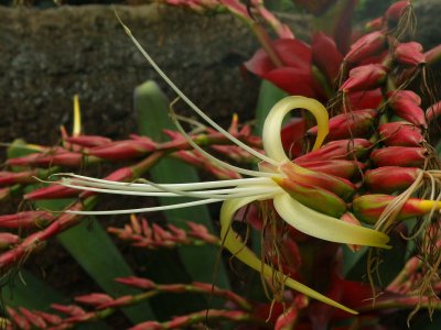 Imperial Bromeliad