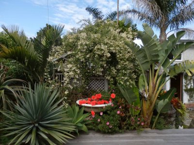The Garden in Bloom