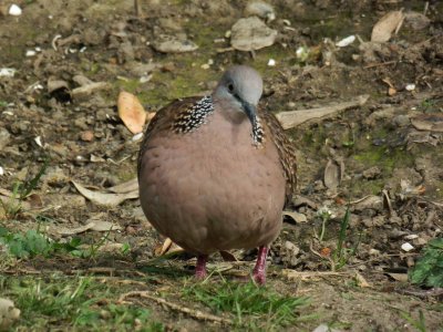 Spotted Dove 1