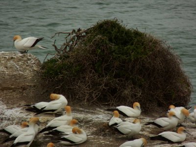 Muriwai Beach Gannet Colony 5