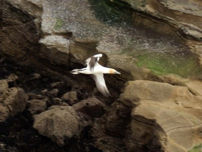 Muriwai Beach Gannet Colony 6