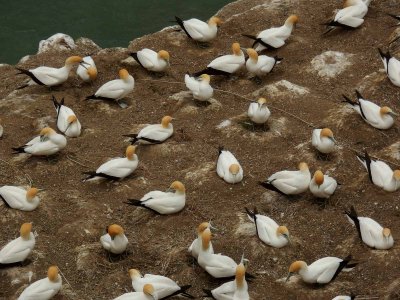 Muriwai Beach Gannet Colony 8