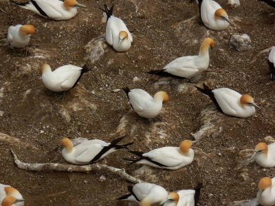 Muriwai Beach Gannet Colony 9