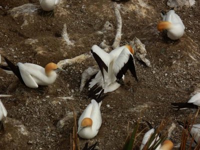 Muriwai Beach Gannet Colony 10