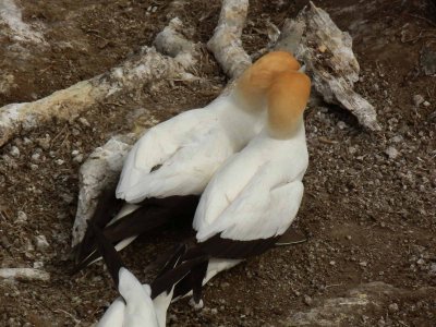 Muriwai Beach Gannet Colony 11