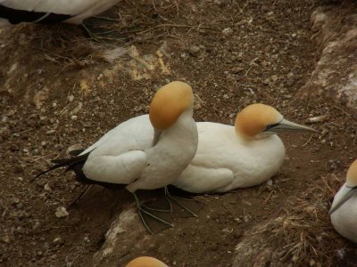 Muriwai Beach Gannet Colony 13