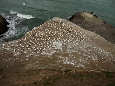 Muriwai Beach Gannet Colony 20