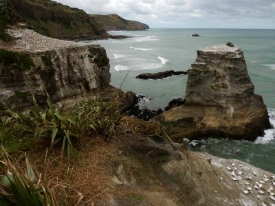 Muriwai Beach Gannet Colony 18
