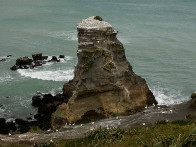 Muriwai Beach Gannet Colony 25