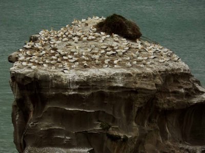 Muriwai Beach Gannet Colony 26