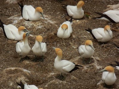 Muriwai Beach Gannet Colony 22