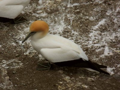Muriwai Beach Gannet Colony 24