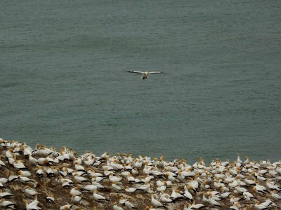 Muriwai Beach Gannet Colony 19