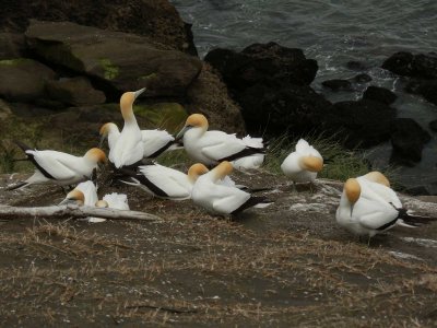 Muriwai Beach Gannet Colony 28
