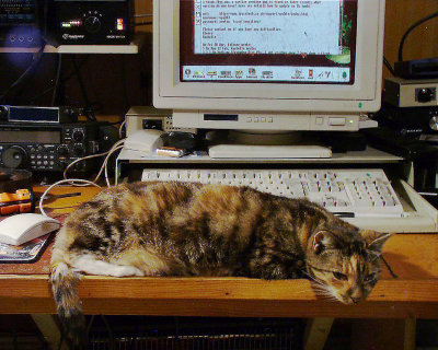 Computer Cat.jpg