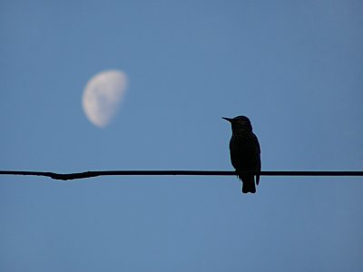 Moon and Starling.jpg
