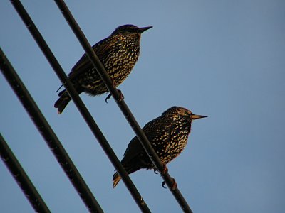 2 Starlings.jpg