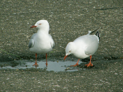 Gulls.jpg