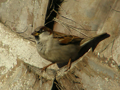 Sparrow 2.jpg