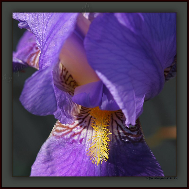 Springing Forth: Iris Behind Iris