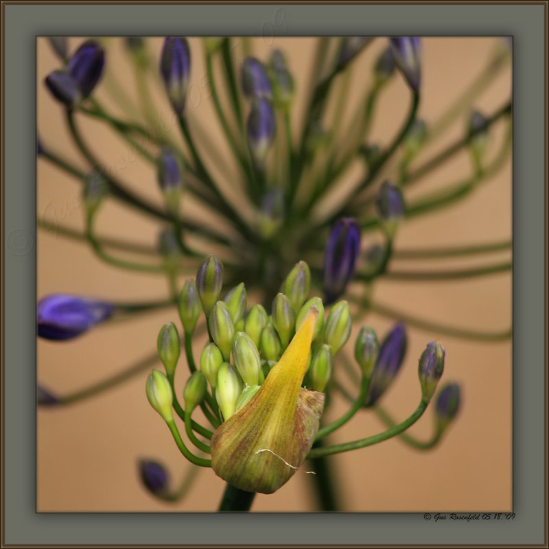 May Flower-Crackers