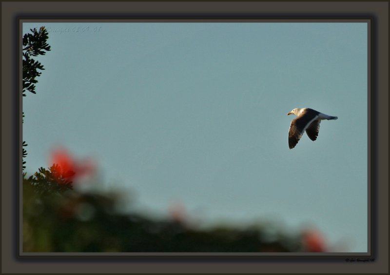 Gull Passing At Sunset