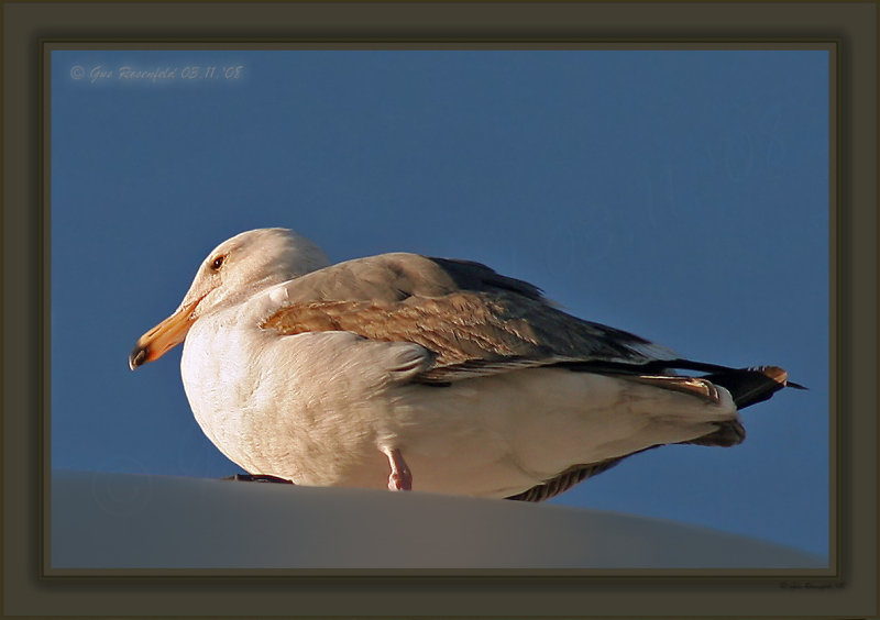 Warm Comfort Just Before Sunset