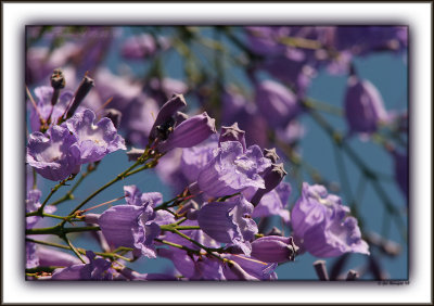 Jacaranda - Lanterns & Cups For Light