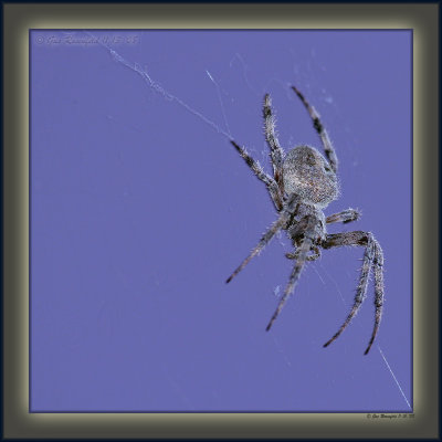 Platinum Moon Spider