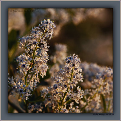 Green Bark Ceanothus/Califorina Lilac At Sunset