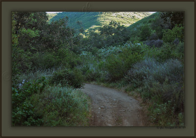 Looking Back Toward Sycamore Canyon From Wood At End Of Day