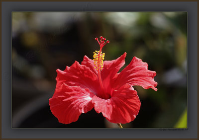 Hibiscus ~ Hours Old & Wind Dancing In The Santa Ana's