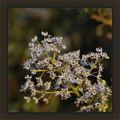 Green Bark Ceanothus AKA California Lilac In The Shade